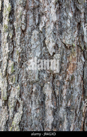 In der Nähe der Rinde eines Kiefer Pinus sylvestris Stockfoto