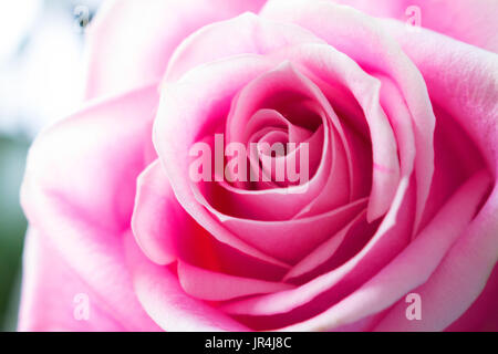 Rose. Schöne rosa Rose. Sommer-Design. Makro. Stockfoto