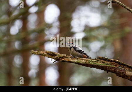 Buntspecht im Baum Stockfoto