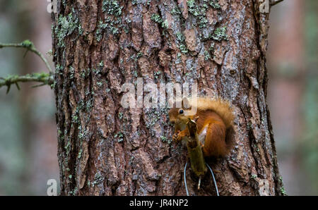 Eichhörnchen ernähren sich von Nüssen Stockfoto