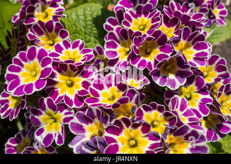 Primula Silber geschnürt Pink Stockfoto