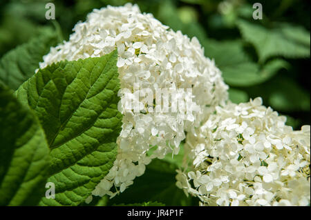 Weiße gemeinsame Hortensie Blüte Stockfoto