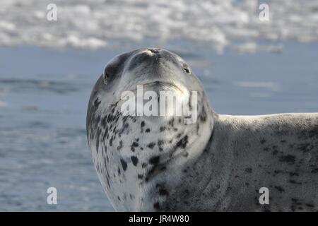 LEOPARD SEAL (JUVENILE) in der Antarktis Stockfoto