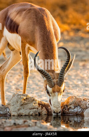 Erwachsene männliche Springbock Antilope (Antidorcas Marsupialis) trinken aus einem Wasserloch im Kgalagadi Transfrontier Park - Südafrika Stockfoto