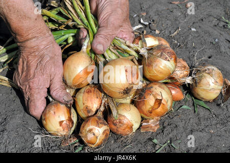 Händen der älteren Frau, hält frisch geerntete Reife Zwiebel im Gemüsegarten Stockfoto