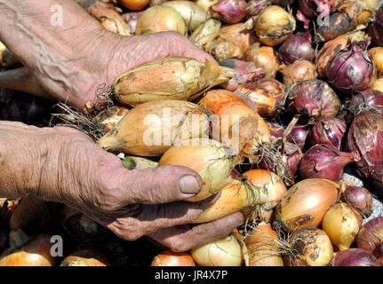 Händen der älteren Frau, hält frisch geerntete Reife Zwiebel im Gemüsegarten Stockfoto