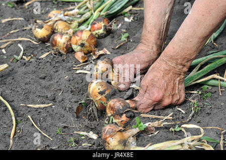 Händen der älteren Frau, hält frisch geerntete Reife Zwiebel im Gemüsegarten Stockfoto