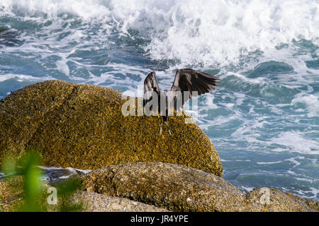 Pacific Reef-Reiher Aisia Strandhotel Felsen am Meer Stockfoto