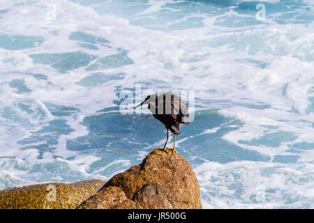 Pacific Reef-Reiher Aisia Strandhotel Felsen am Meer Stockfoto