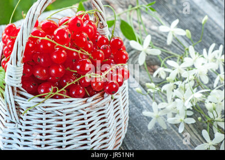 Reife rote Johannisbeere Beeren in einem weißen geflochtenen Korb auf einem Hintergrund von kleinen weißen Blüten. Close-up. Stockfoto