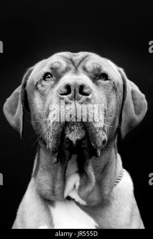 schwarz / weiss Portrait eines französischen Mastiff, könnte auch ein Pit Bull mix Stockfoto