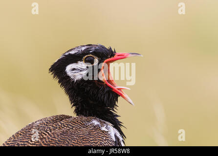 Northern Black Korhaan (Afrotis afraoides), auch "White-bequillte Bustard, männlich, Anzeigen, anrufen, Porträt Stockfoto