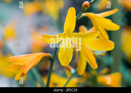 Leuchtend gelb/Orange Blüten von Crocosmia George Davison. Stockfoto