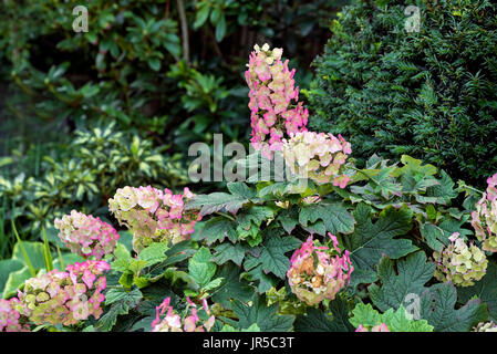 Hydrangea Quercifolia Snow Queen, Spätsommer. Hydrangeaceae Stockfoto