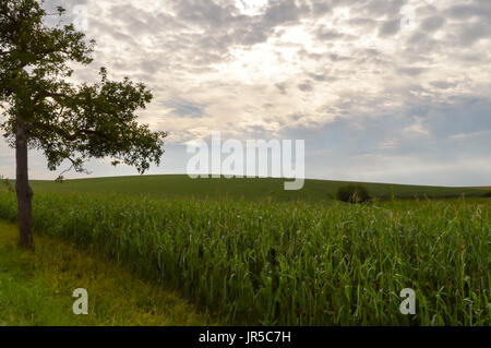 Maisfeld grün unter Schaf Himmel im Département Meuse in Frankreich Stockfoto