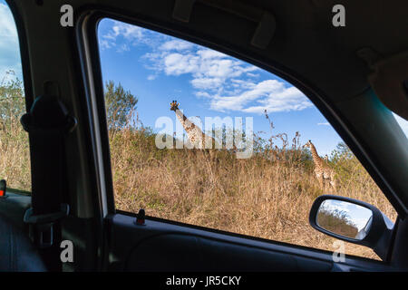 Giraffen Herde Essen Akazie Bäume Blätter aus Auto Fahrzeug Fenster in Safari Tierpark Wildreservat. Stockfoto