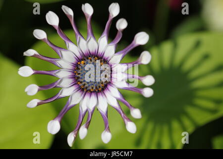 White Daisy mit Schatten Makro; whirlgig; Osteospermum Stockfoto