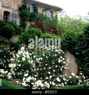 Rosengarten Stockfoto