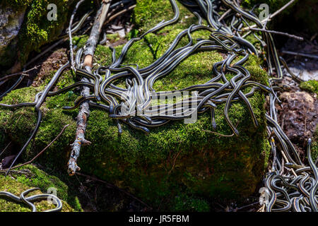 Rot-seitig Strumpfbandnattern aus überwinternden Höhle, Narcisse, Manitoba, Kanada. Stockfoto