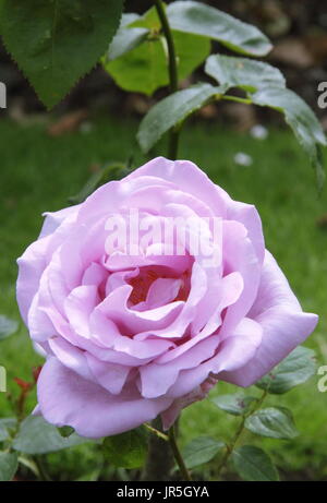 Rosa 'Blue Moon' (Tannacht), eine duftende Hybriden Teerose, blühend in einem englischen Garten Grenze im Sommer (Juni) Stockfoto