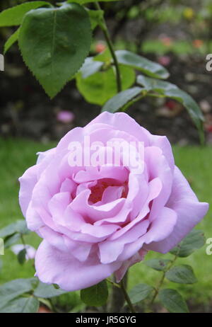Rosa 'Blue Moon' (Tannacht), eine duftende Hybridrose, blüht im Sommer in einer englischen Gartengrenze (Juni) Stockfoto