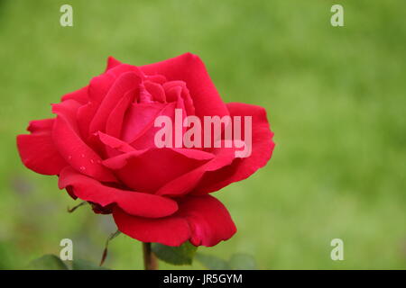 Rosa "Ruby Hochzeit", stieg Teehybride in voller Blüte in einen englischen Garten Grenze im Sommer (Juni), UK Stockfoto