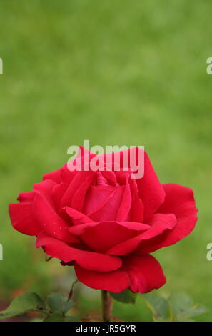 Rosa "Ruby Hochzeit", stieg Teehybride in voller Blüte in einen englischen Garten Grenze im Sommer (Juni), UK Stockfoto
