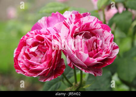 Rosa "Ferdinand Pichard", einem gestreiften Alter Rosen in voller Blüte, UK - Juni. HAUPTVERSAMMLUNG Stockfoto