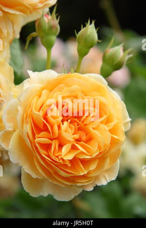 Rosa 'Crown Princess Margareta', von David Austin, englischer Garten im Sommer ein Klettern Englisch rose gezüchtet Stockfoto