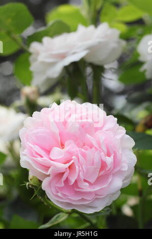 Rosa, Maidens Blush ", eine duftende Strauchrose in voller Blüte in einen englischen Garten Grenze im Sommer (Juni). HAUPTVERSAMMLUNG Stockfoto