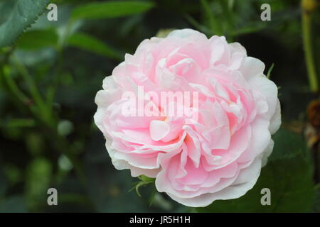 Rosa, 'Maiden Blush', einem duftenden Strauch Rose in voller Blüte in einem Englischen Garten Grenze im Sommer (Juni). Hauptversammlung Stockfoto