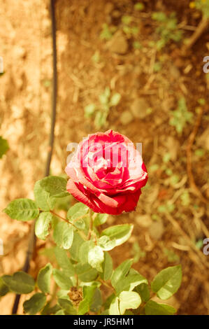 Ansicht von oben eine rote Rose mit der Erde-farbigen Hintergrund Stockfoto