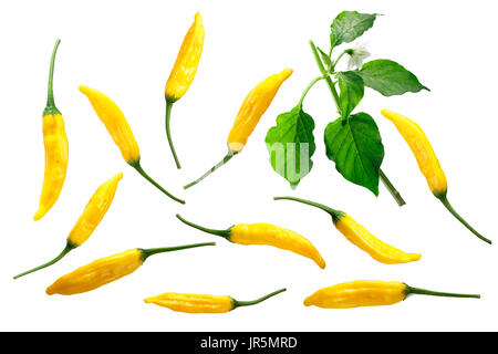 Aji Lemon Drop oder Aji Limon Pfeffer (Capsicum Baccatum). Früchte, Blätter, Blume. Explosionszeichnung (Design-Elemente). Schneidepfad für jedes Objekt Stockfoto