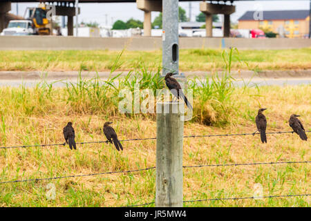 Ein weiblicher Elternteil Great-tailed Grackle, Quiscalus Mexicanus, hockt auf einem Pfosten mit ihrem jungen Jungen auf Stacheldraht Fechten thront. Oklahoma, USA. Stockfoto