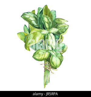 Botanische Zeichnung eines Basilikum Schulabgänger. Aquarell schöne Abbildung der kulinarischen Kräuter zum Kochen und Garnieren verwendet. Auf weissem Hintergrund Stockfoto