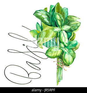 Botanische Zeichnung ein Basilikum-Leaver. Aquarell schöne Abbildung der kulinarischen Kräuter zum Kochen und garnieren verwendet. Isoliert auf weißem Hintergrund. Stockfoto