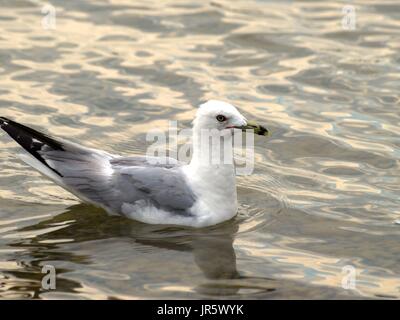 Möwe mit schimmernden Silberwasser Stockfoto