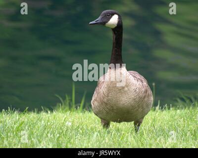 Kanadische Gans stehend Gras mit Seewasser dahinter Stockfoto