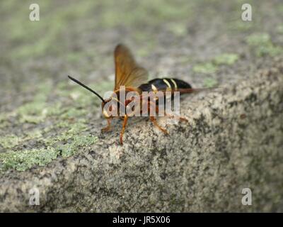 Cicada Killer Nahaufnahme Schuss Stockfoto