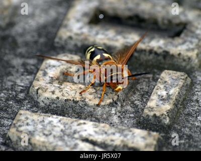 Cicada Killer Nahaufnahme Schuss Stockfoto