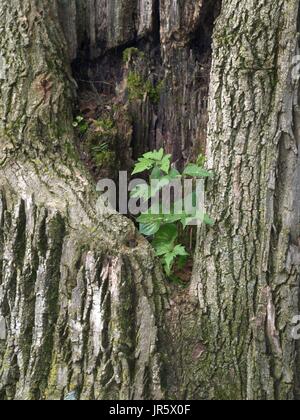 Bäumchen wachsen innerhalb des großen Toten hohlen Baumstamm Stockfoto