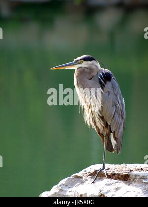 Heron hocken auf Felsen Stockfoto