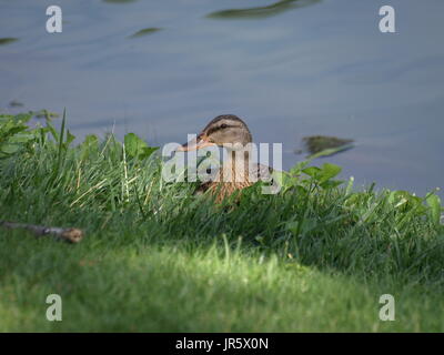 Braune Ente Stockente ruht in Rasen am Ufer des Sees, Blick auf die Seite Stockfoto