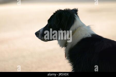 Black And White Border Collie Hund mit bernsteinfarbenen Augen Nahaufnahmen Stockfoto