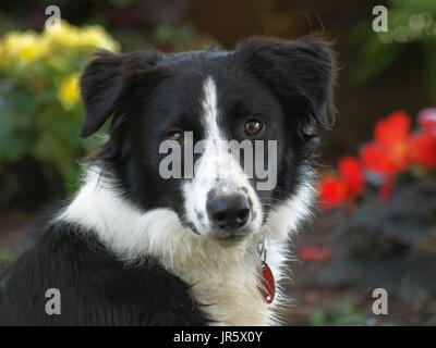 Black And White Border Collie Hund mit bernsteinfarbenen Augen Nahaufnahmen Stockfoto