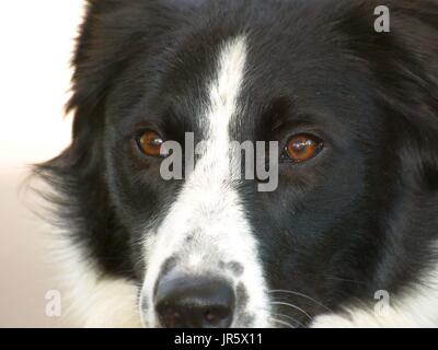 Black And White Border Collie Hund mit bernsteinfarbenen Augen Nahaufnahmen Stockfoto