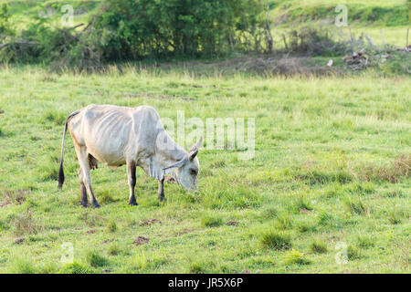 Brahman Kuh in Martinique, Karibik Stockfoto