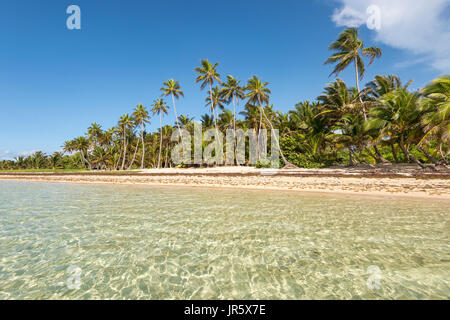 Schöne exotische Karibik-Strand mit Palmen in Martinique (Anse Michel) Stockfoto