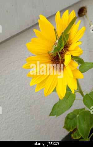 Grünes Heupferd, Heuschrecke Laubheuschrecke Auf Gelber Spieleheustadl Stockfoto