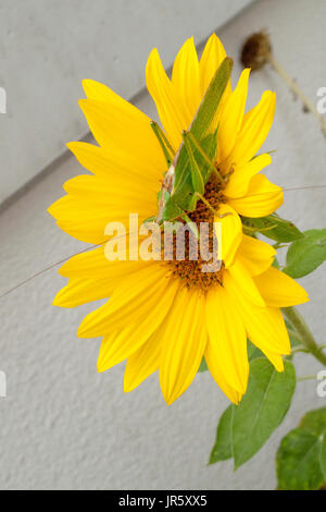 Grünes Heupferd, Heuschrecke Laubheuschrecke Auf Gelber Spieleheustadl Stockfoto